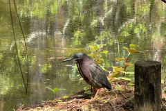 IMG_0529-scaled
