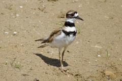 IMG_1486-2-scaled
