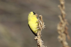 IMG_1932-scaled