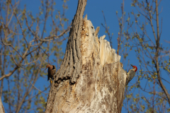 IMG_2513-scaled