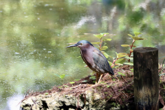 IMG_3800-scaled