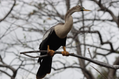 IMG_4115-scaled