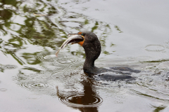 IMG_4311-scaled