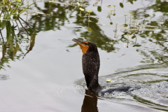 IMG_4313-scaled